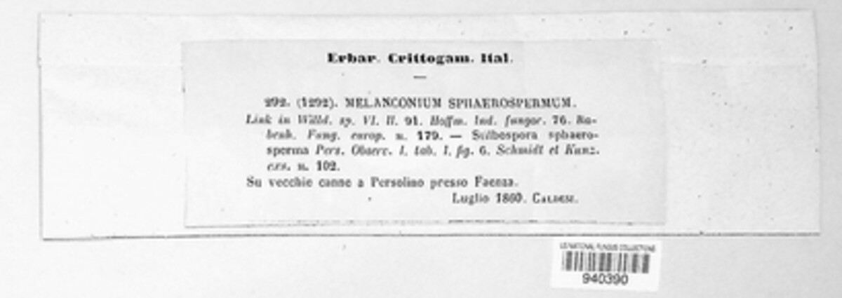 Apiospora sphaerosperma image